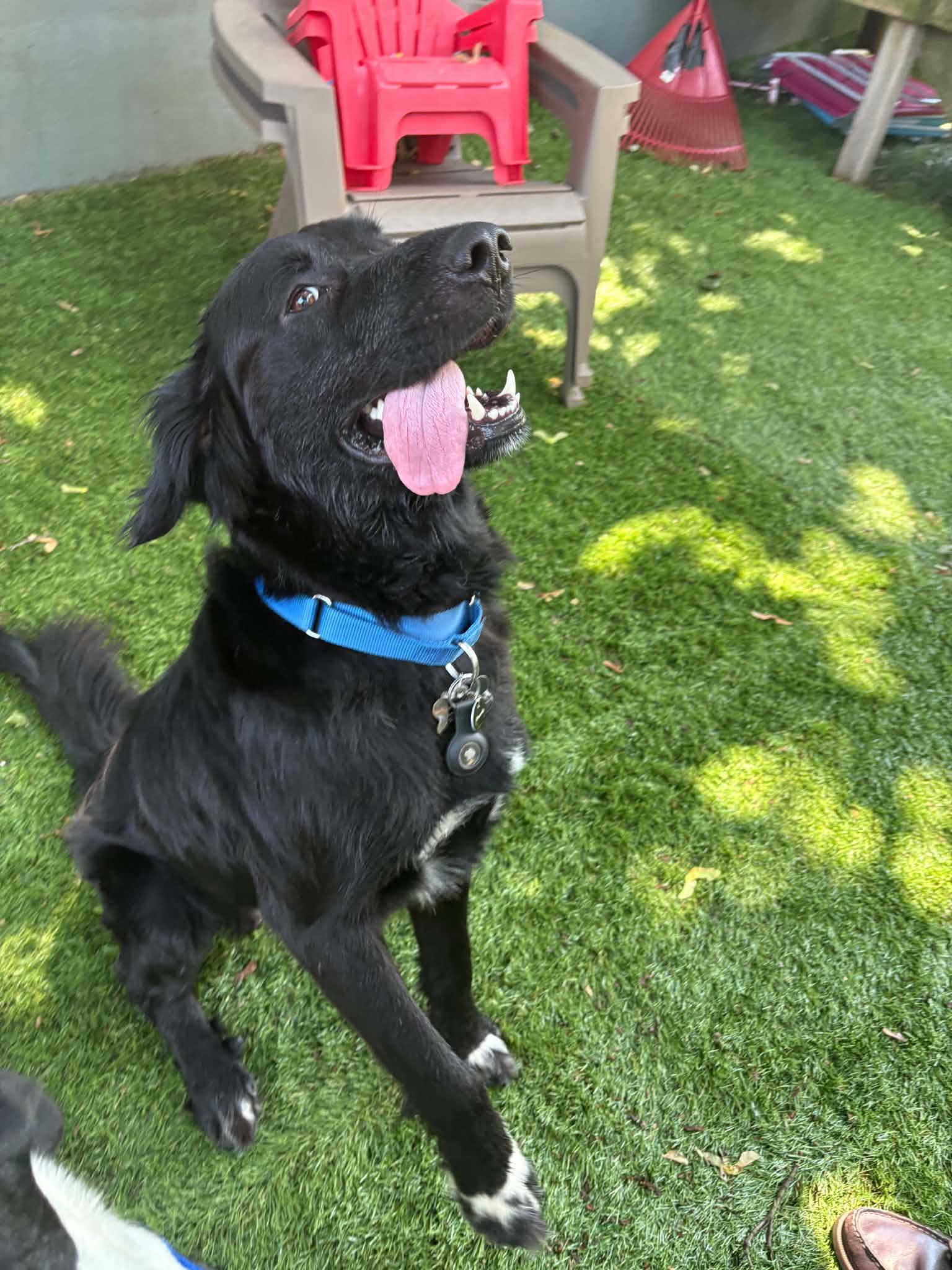 Nick (Buddy), Adoptable, Young Male Golden Retriever & Labrador Retriever.