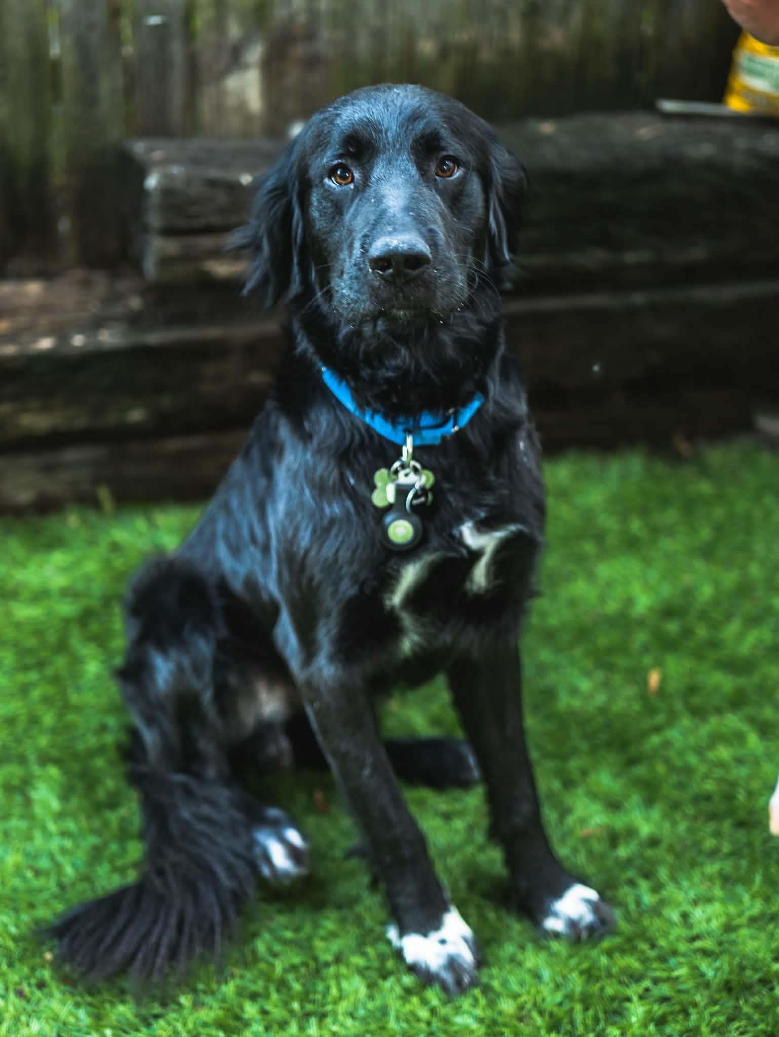 Nick (Buddy), a Adoptable mixed breed in Grand Rapids, MI image 2/4