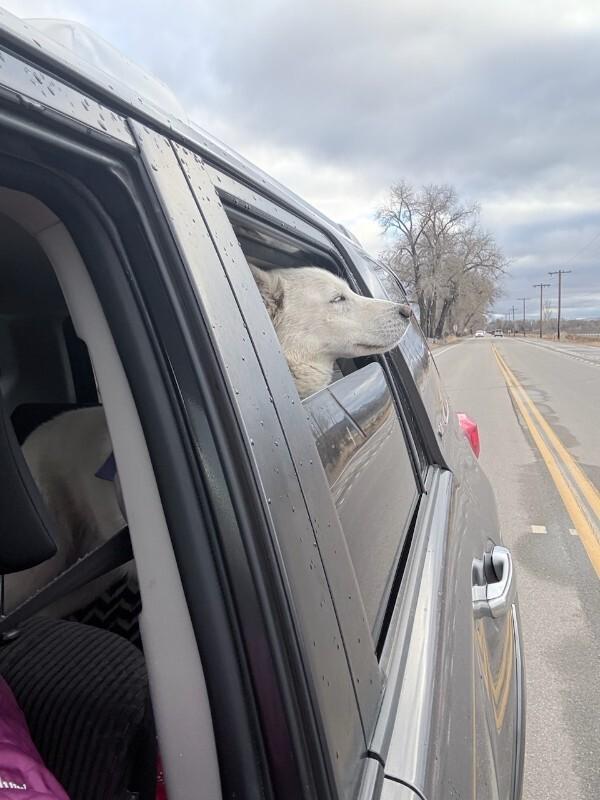 Kenai, Adoptable, Adult Male Siberian Husky & Mixed Breed.