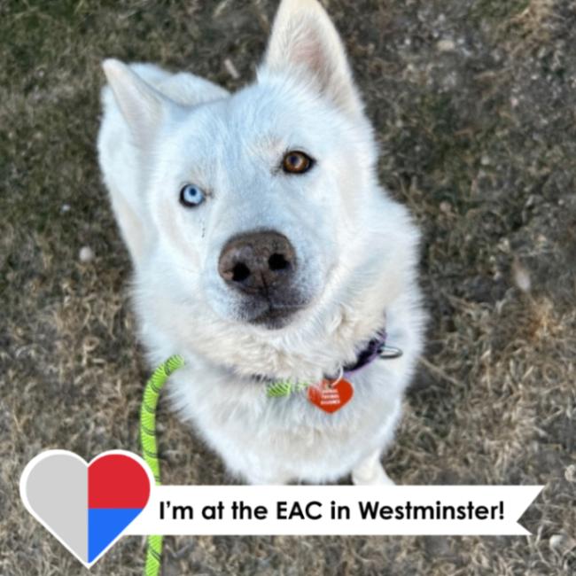 Kenai, Adoptable, Adult Male Siberian Husky & Mixed Breed.