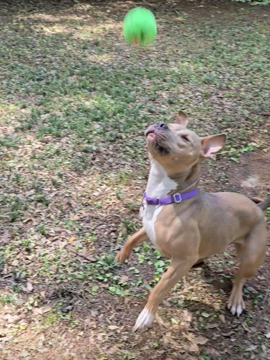 Enlarge Kane, a ADOPTABLE mixed breed in East Point, GA image 3/4