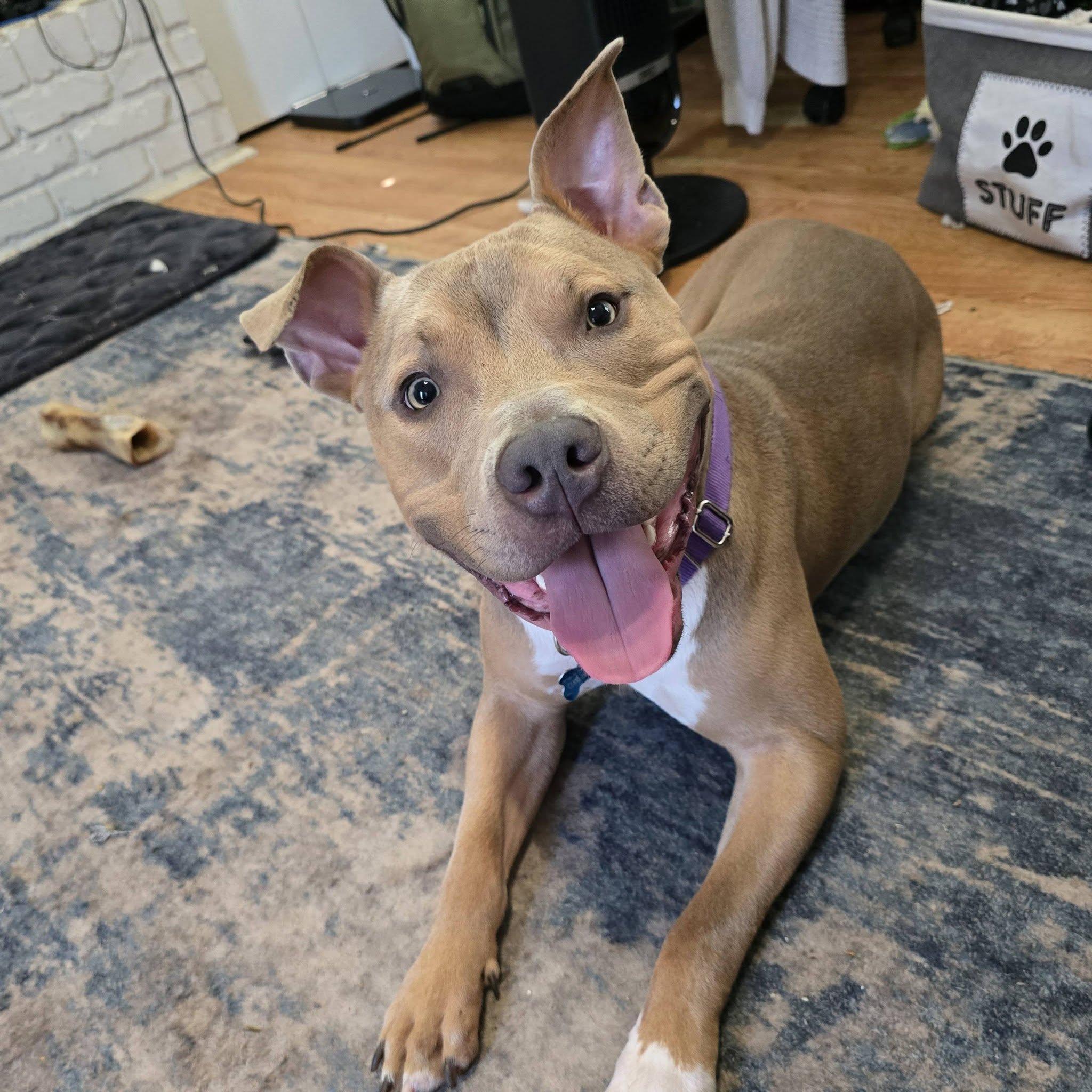 Kane, ADOPTABLE, Young Male Pit Bull Terrier.