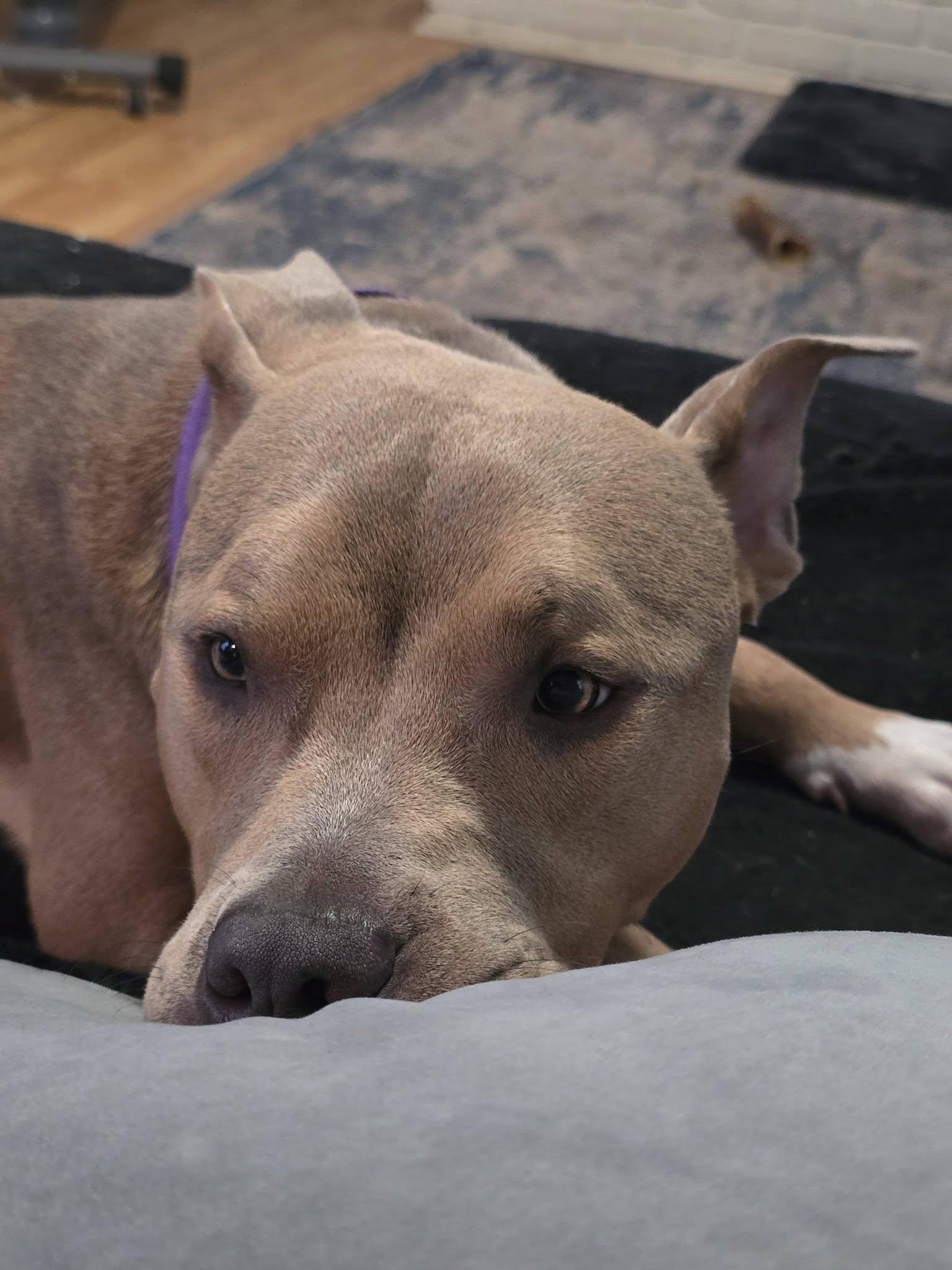 Enlarge Kane, a ADOPTABLE mixed breed in East Point, GA image 2/4