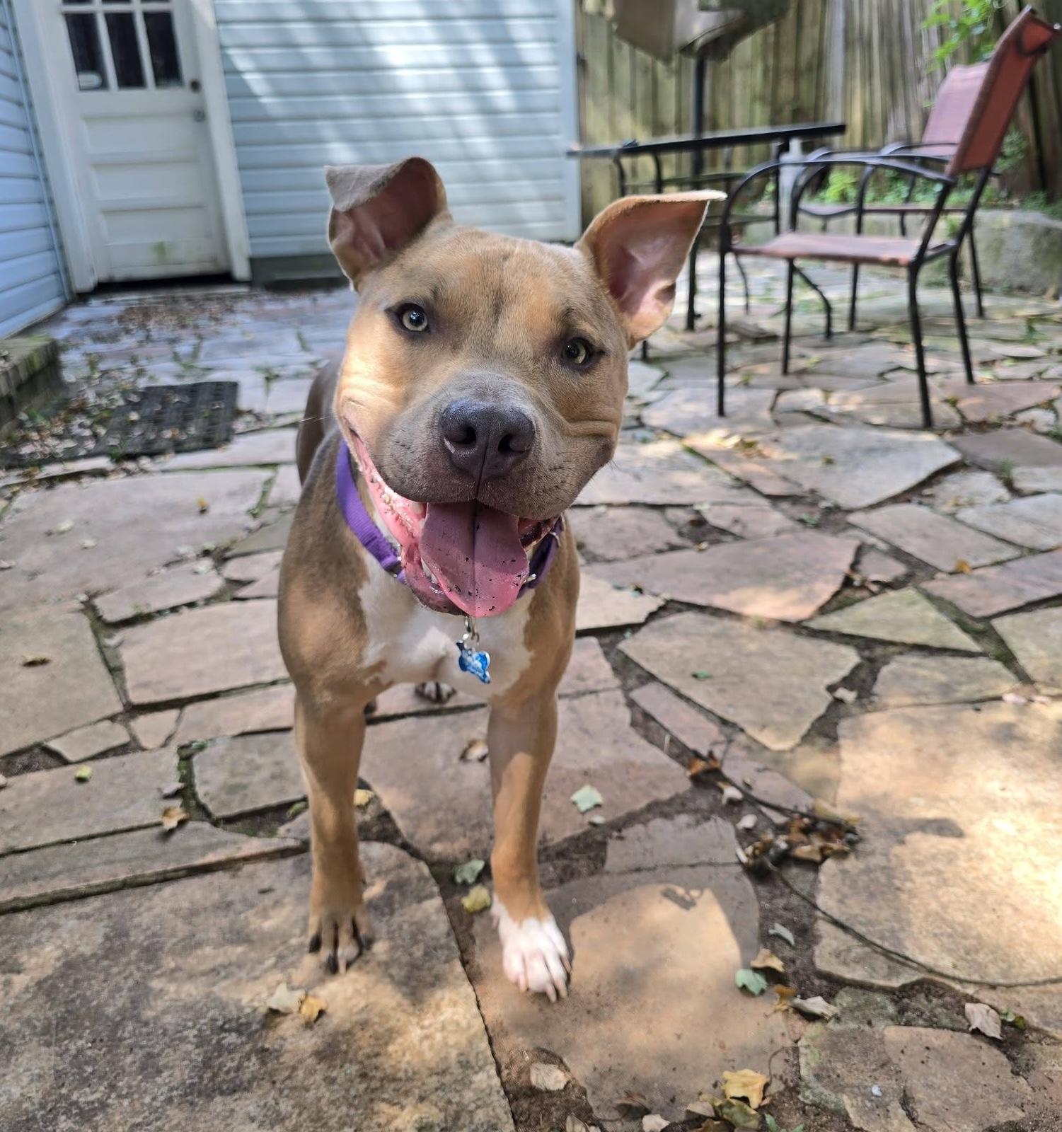 Enlarge Kane, a ADOPTABLE mixed breed in East Point, GA image 4/4