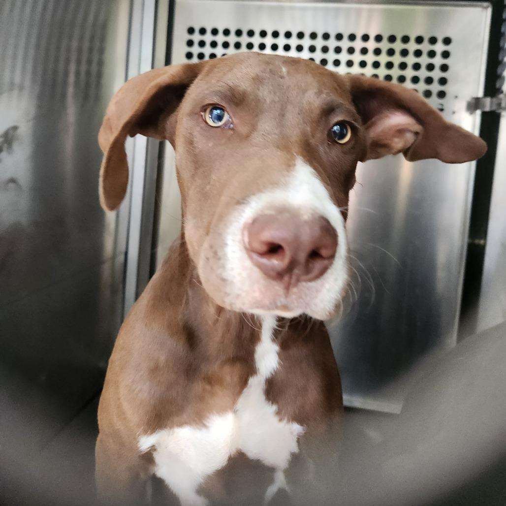 Noodle — thumbnail 2