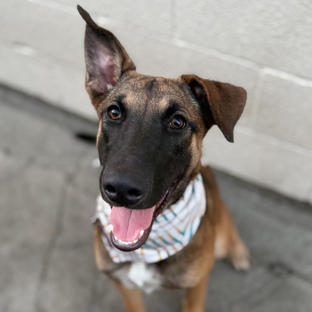 Enlarge Nox, a Adoptable mixed breed in San Francisco, CA image 1/4