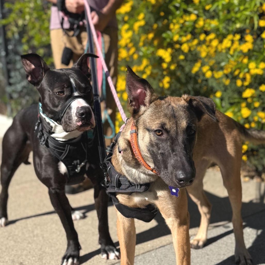 Enlarge Nox, a Adoptable mixed breed in San Francisco, CA image 3/4