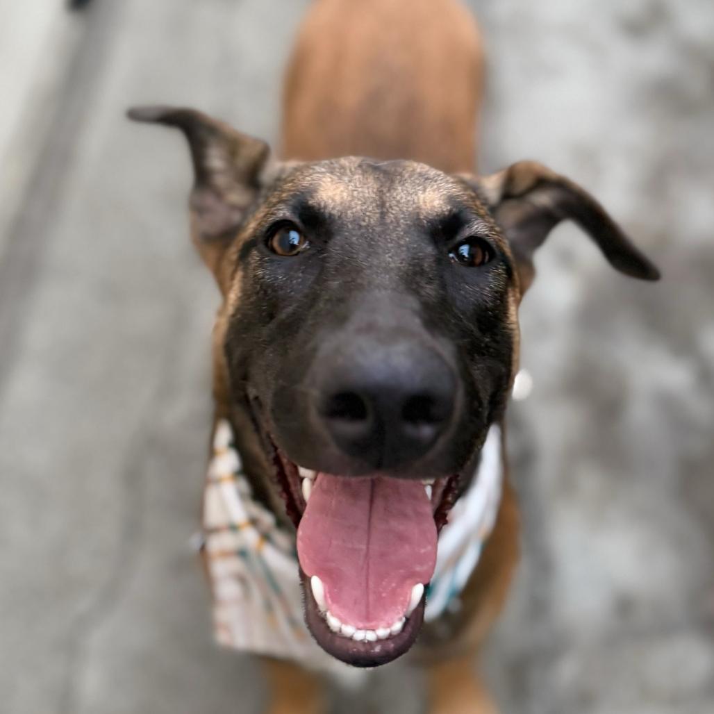 Enlarge Nox, a Adoptable mixed breed in San Francisco, CA image 4/4