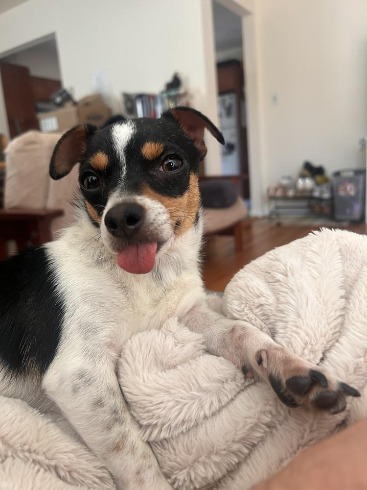 Enlarge Teeny, a Adoptable mixed breed in Manhattan, NY image 1/3