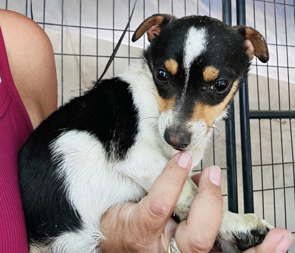 Enlarge Teeny, a Adoptable mixed breed in Manhattan, NY image 1/1