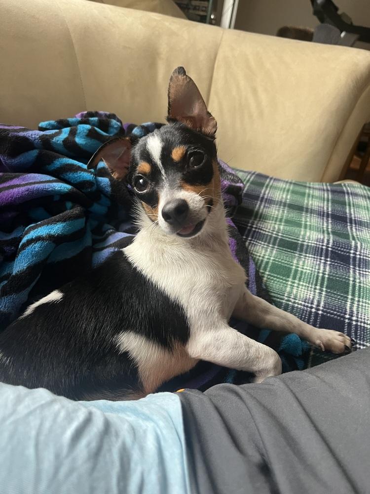 Enlarge Teeny, a Adoptable mixed breed in Manhattan, NY image 3/3