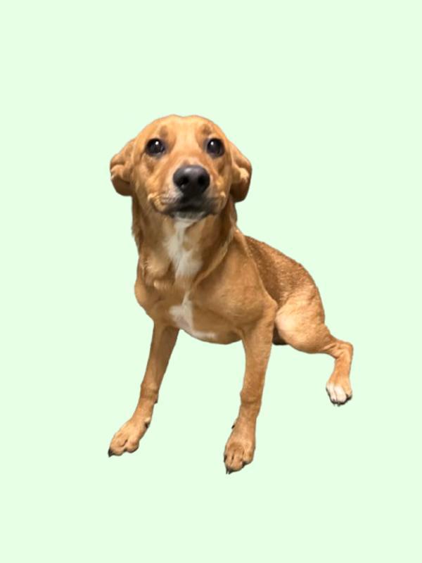 Nacho, Adoptable, Young Male Labrador Retriever & Chihuahua.