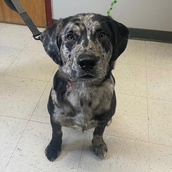 Bowgie, adopted, Young Male Catahoula Leopard Dog & Labrador Retriever.