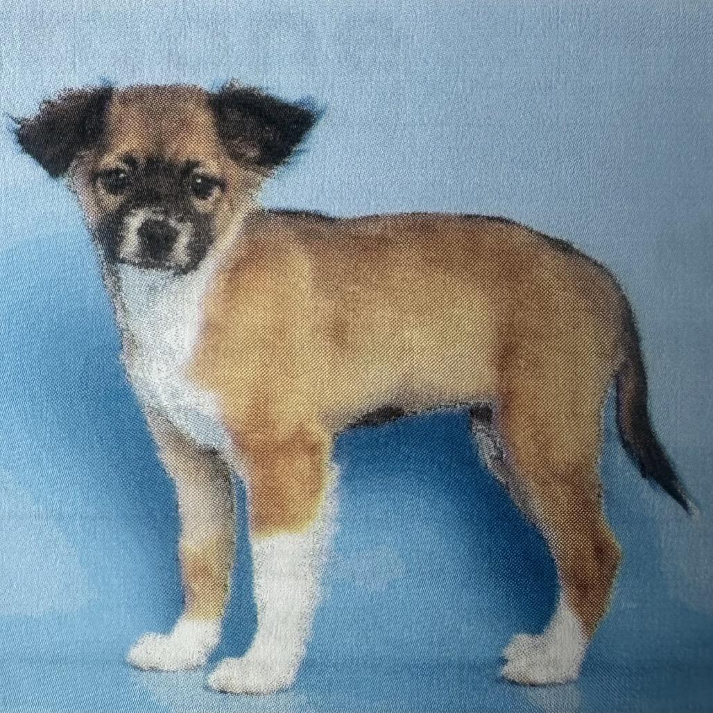 Enlarge Kiwi, a Adoptable mixed breed in Phoenix, AZ image 1/6