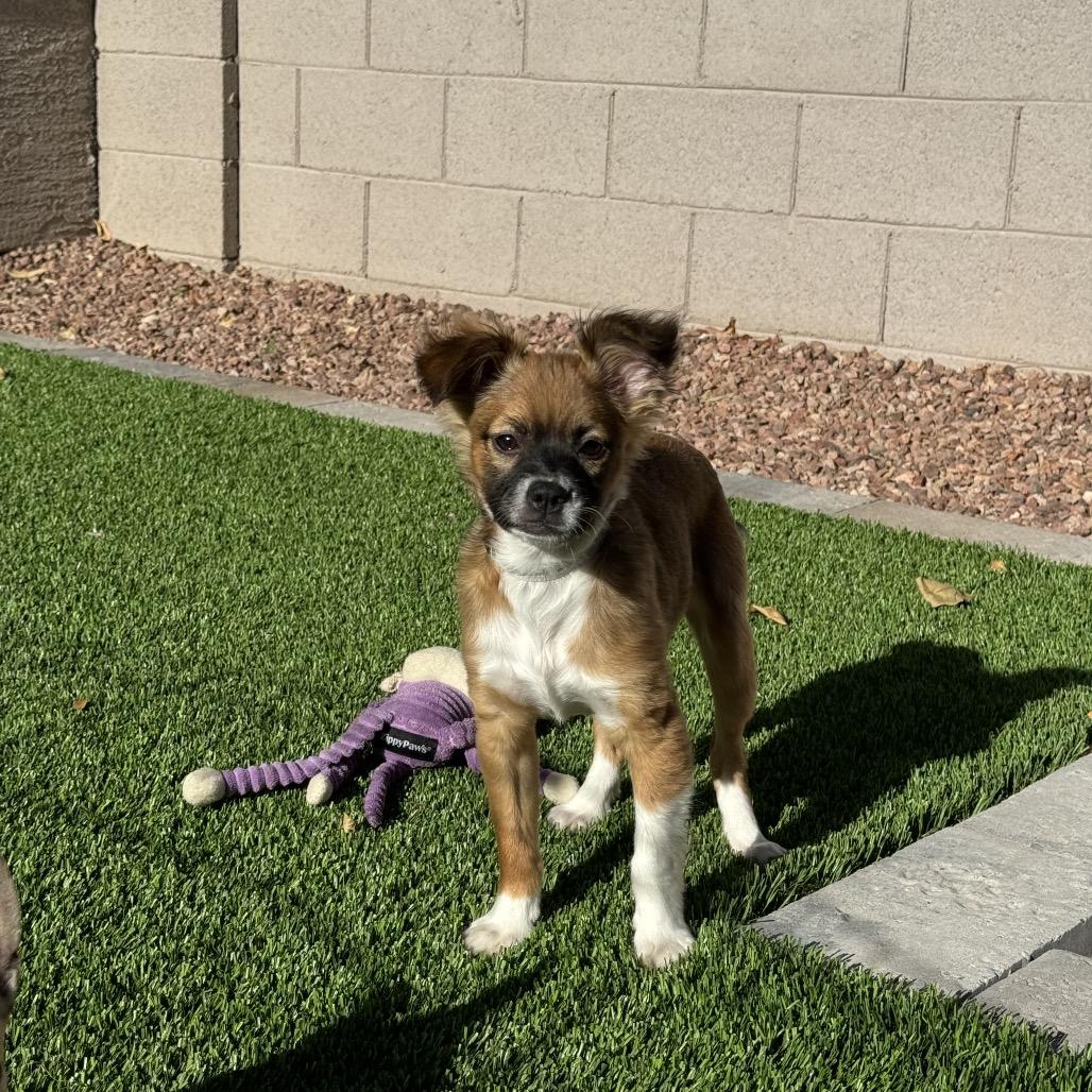 Enlarge Kiwi, a Adoptable mixed breed in Phoenix, AZ image 2/6