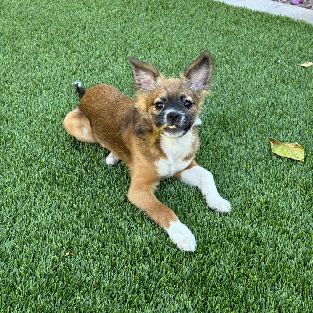 Enlarge Kiwi, a Adoptable mixed breed in Phoenix, AZ image 3/6