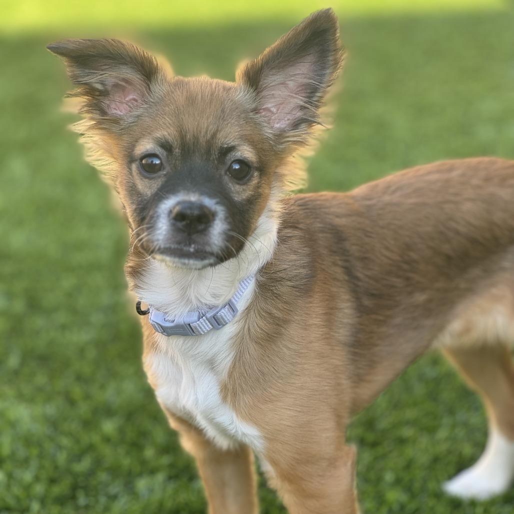 Enlarge Kiwi, a Adoptable mixed breed in Phoenix, AZ image 4/6