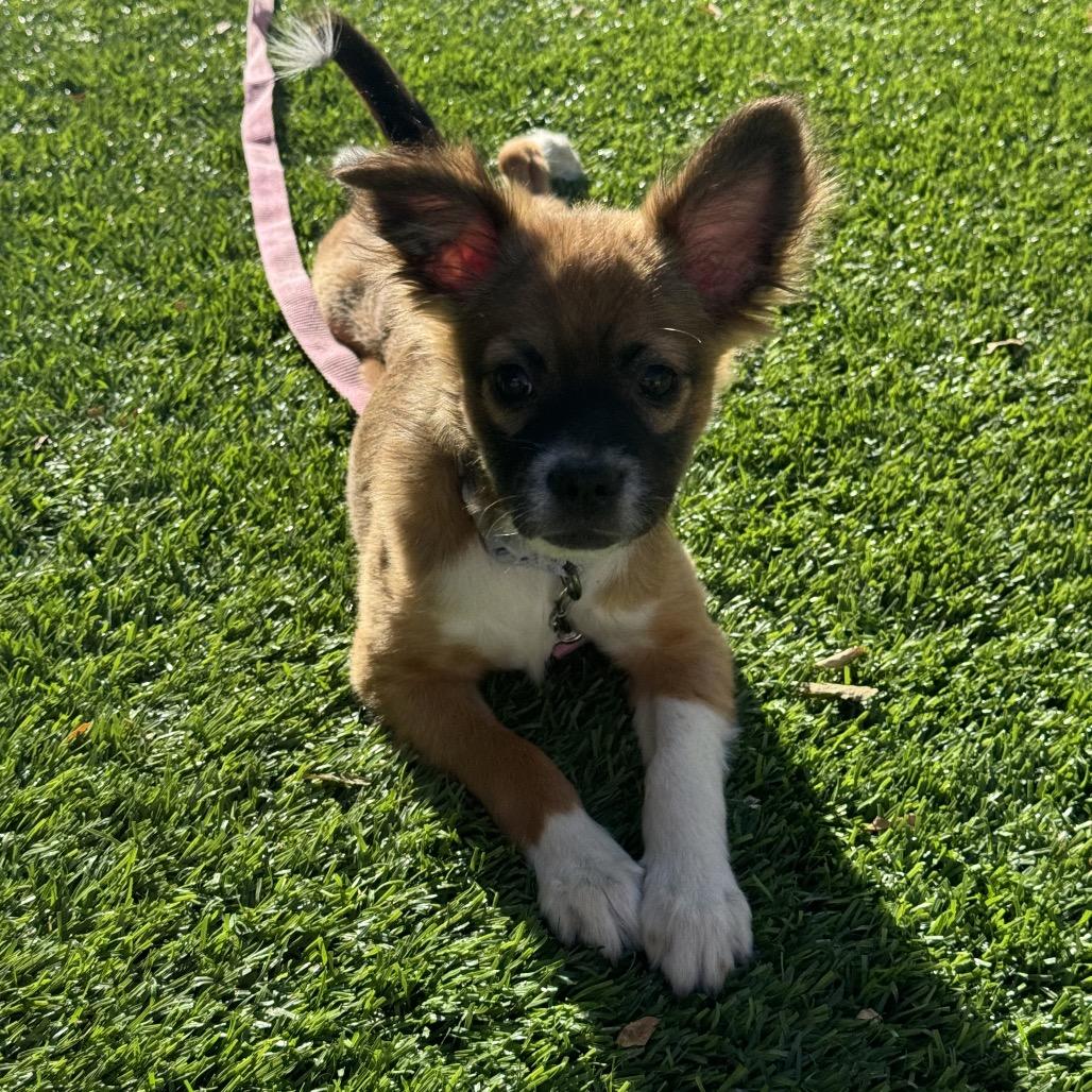 Enlarge Kiwi, a Adoptable mixed breed in Phoenix, AZ image 5/6