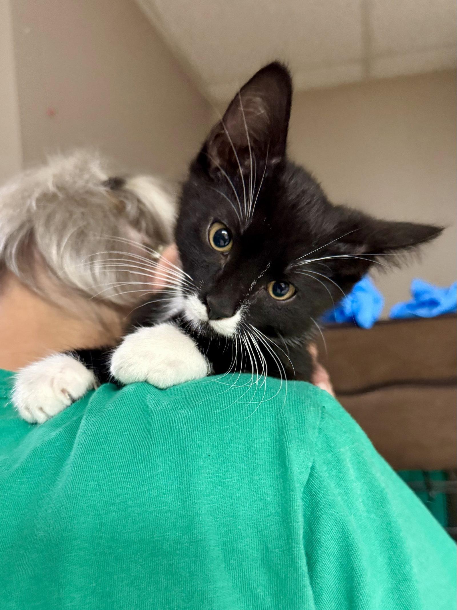 CAT - M&Ms, Adoptable, Kitten Male Domestic Short Hair.