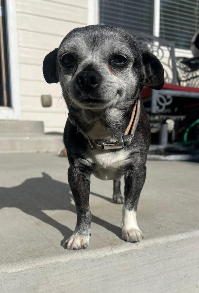 Wesley, Adoptable, Senior Male Chihuahua.
