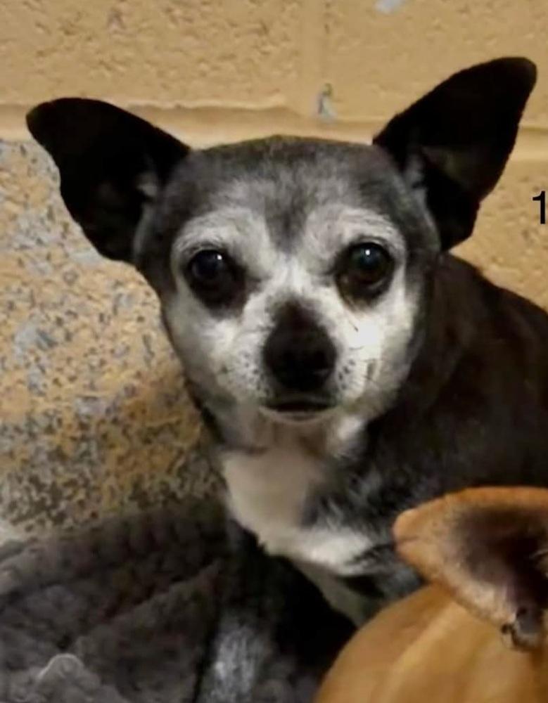 Enlarge Wesley, a Adoptable Chihuahua in Fort Lupton, CO image 2/6