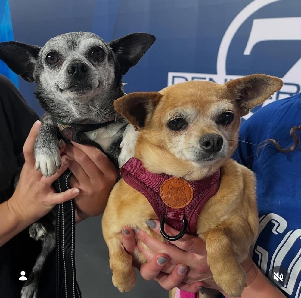 Enlarge Wesley, a Adoptable Chihuahua in Fort Lupton, CO image 4/6