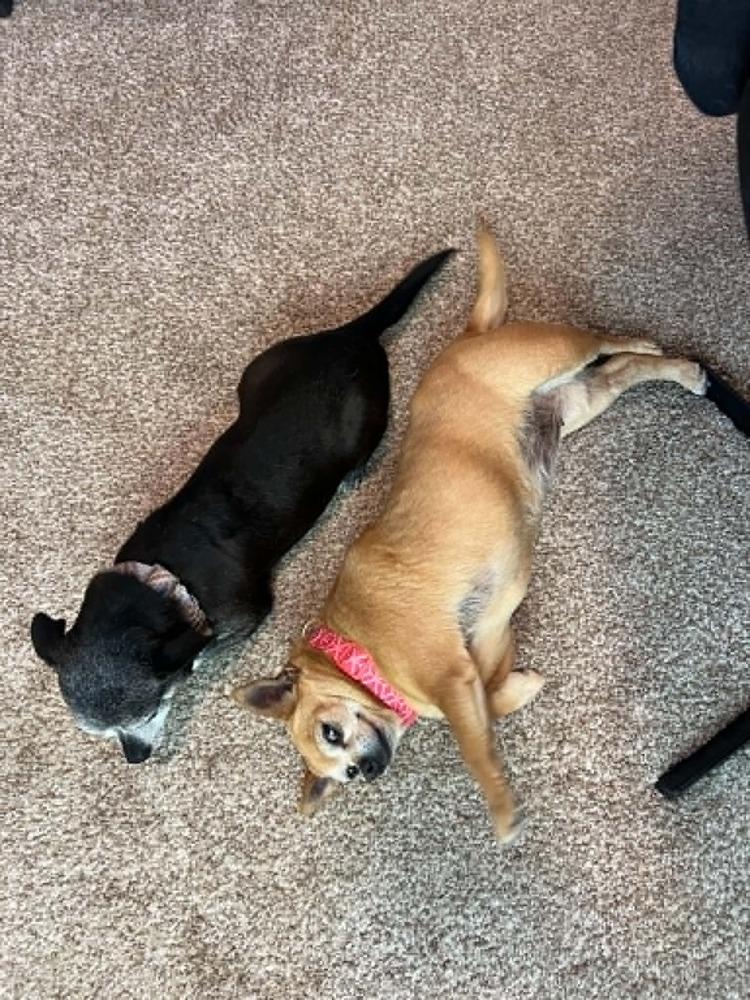 Enlarge Wesley, a Adoptable Chihuahua in Fort Lupton, CO image 6/6