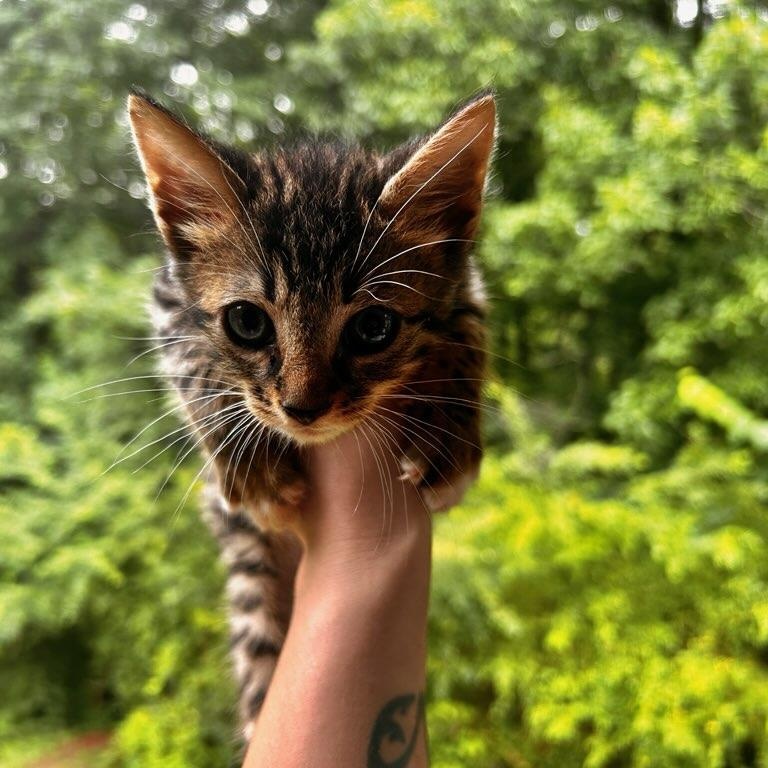 Enlarge Stubbs, a Adoptable Pixiebob in quinton, AL image 2/4