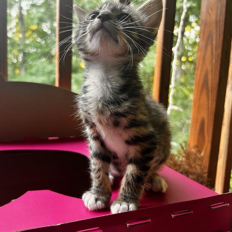 Enlarge Stubbs, a Adoptable Pixiebob in quinton, AL image 4/4