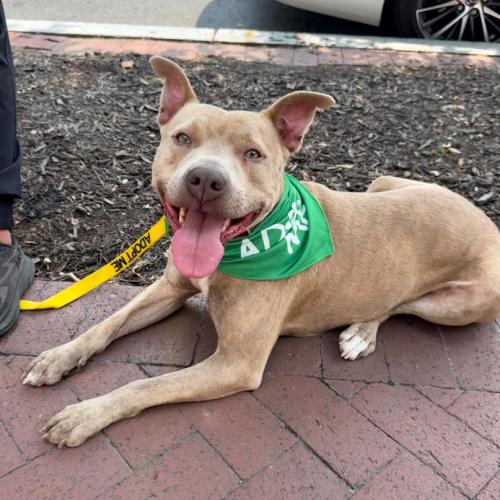 Vela, a Adoptable mixed breed in Washington DC, DC image 2/5