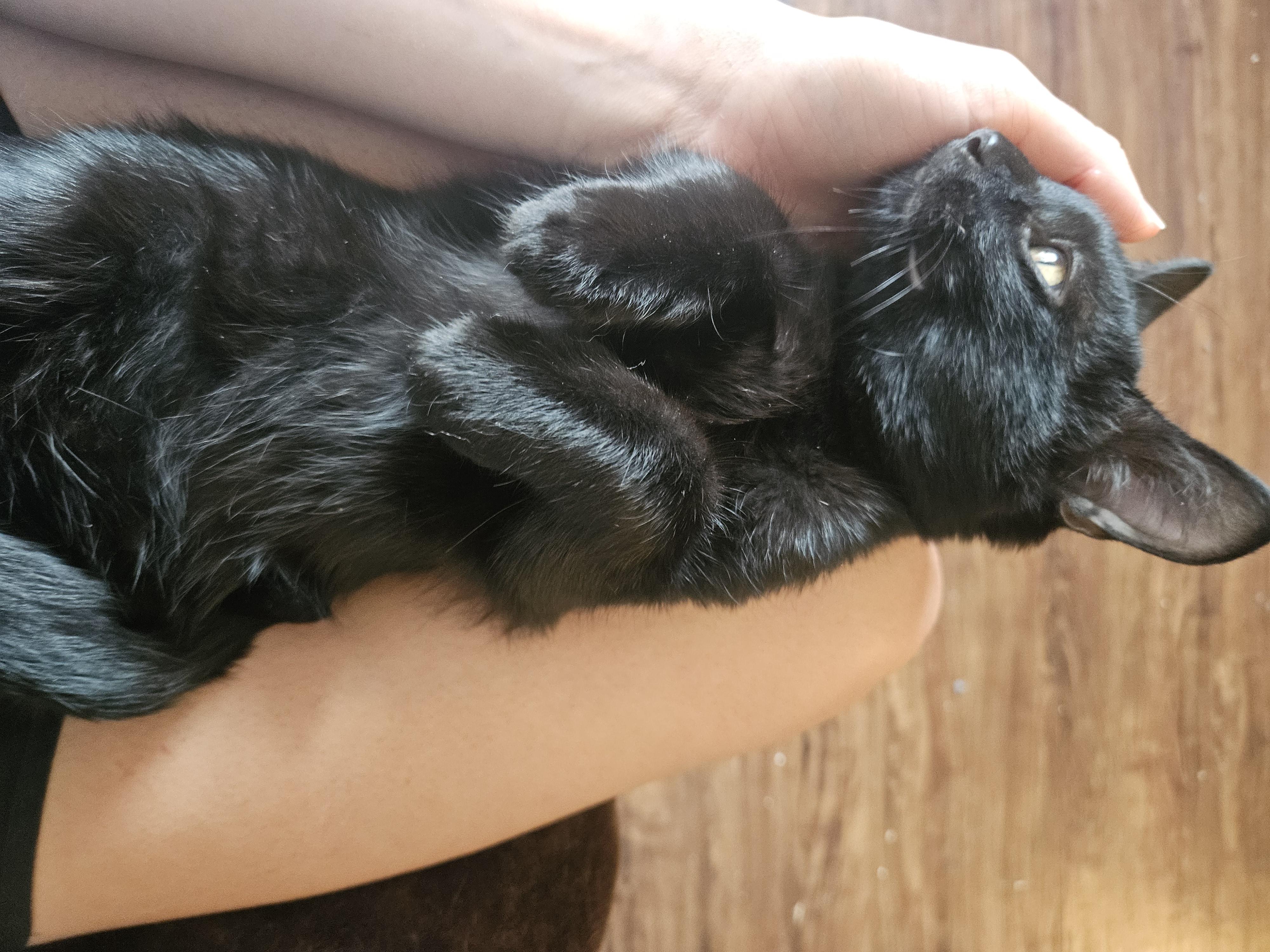 Enlarge Toad, a Adopted Domestic Short Hair in Wilmington, NC image 4/6