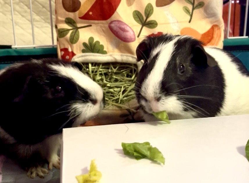 Bob & Marley, Adopted, Adult Male Guinea Pig.