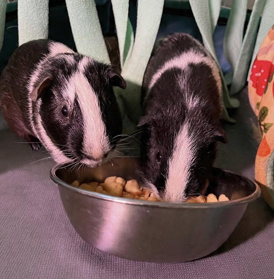 Bob & Marley, a Adopted Guinea Pig in Tonawanda, NY image 3/3