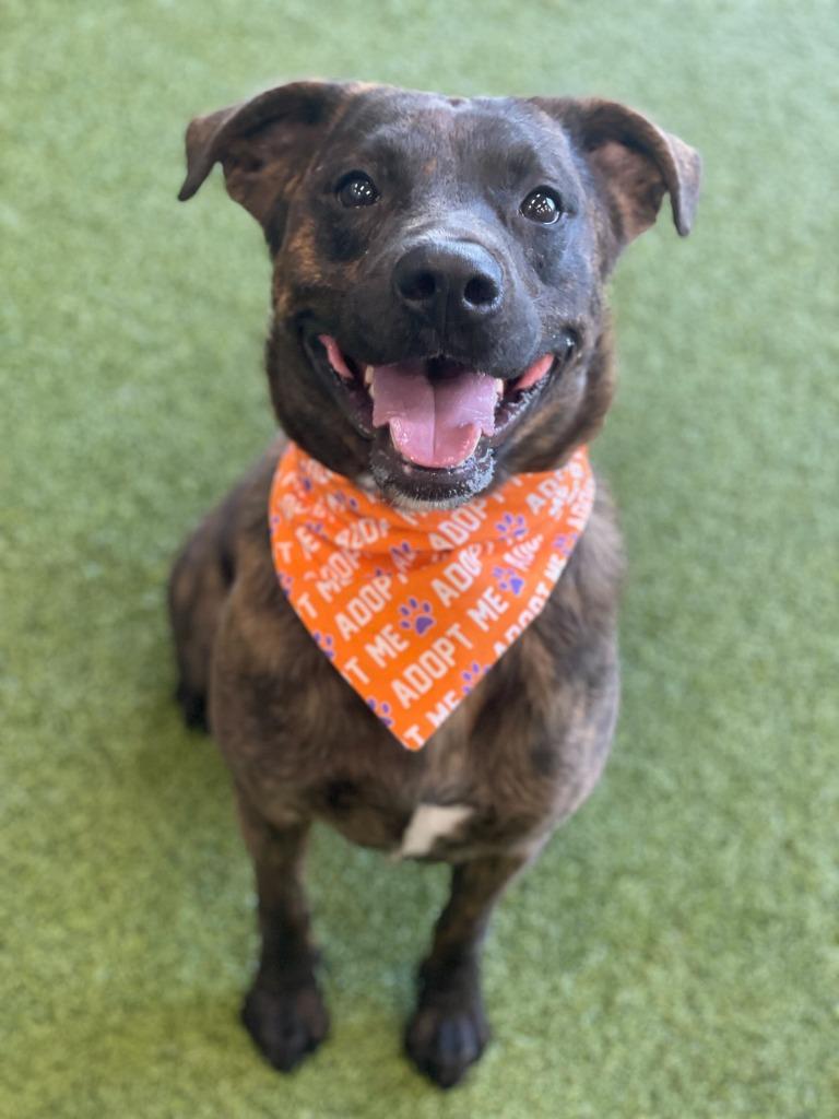 Tito, Adoptable, Adult Male Mixed Breed.