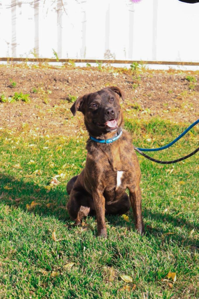 Enlarge Tito, a Adoptable Mixed Breed in Minot, ND image 4/6