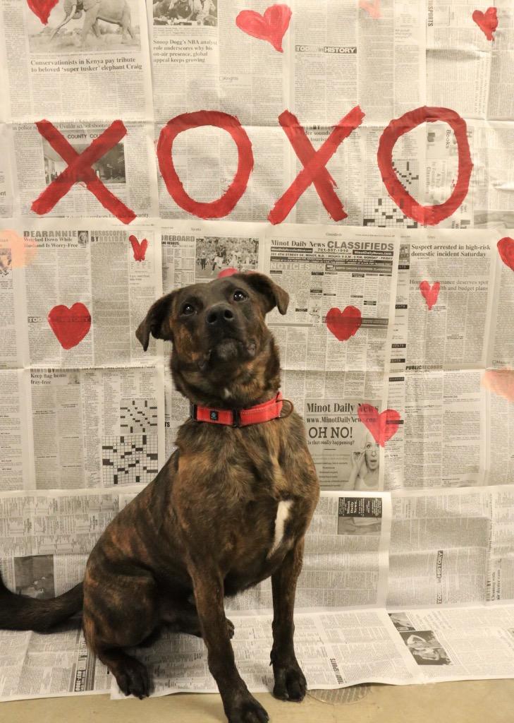 Enlarge Tito, a Adoptable Mixed Breed in Minot, ND image 3/6