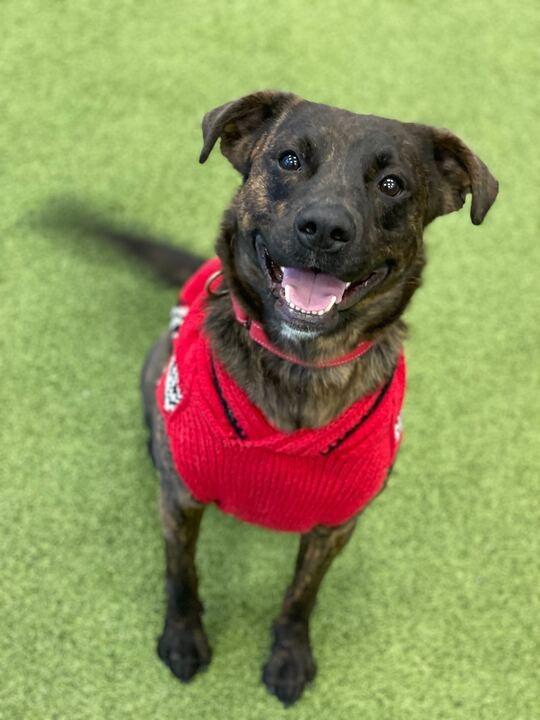 Enlarge Tito, a Adoptable Mixed Breed in Minot, ND image 6/6