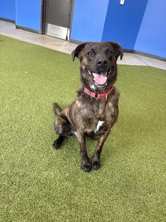 Enlarge Tito, a Adoptable Mixed Breed in Minot, ND image 6/6