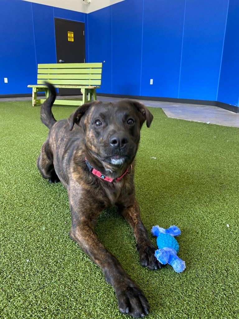 Tito, a Adoptable Mixed Breed in Minot, ND image 6/6