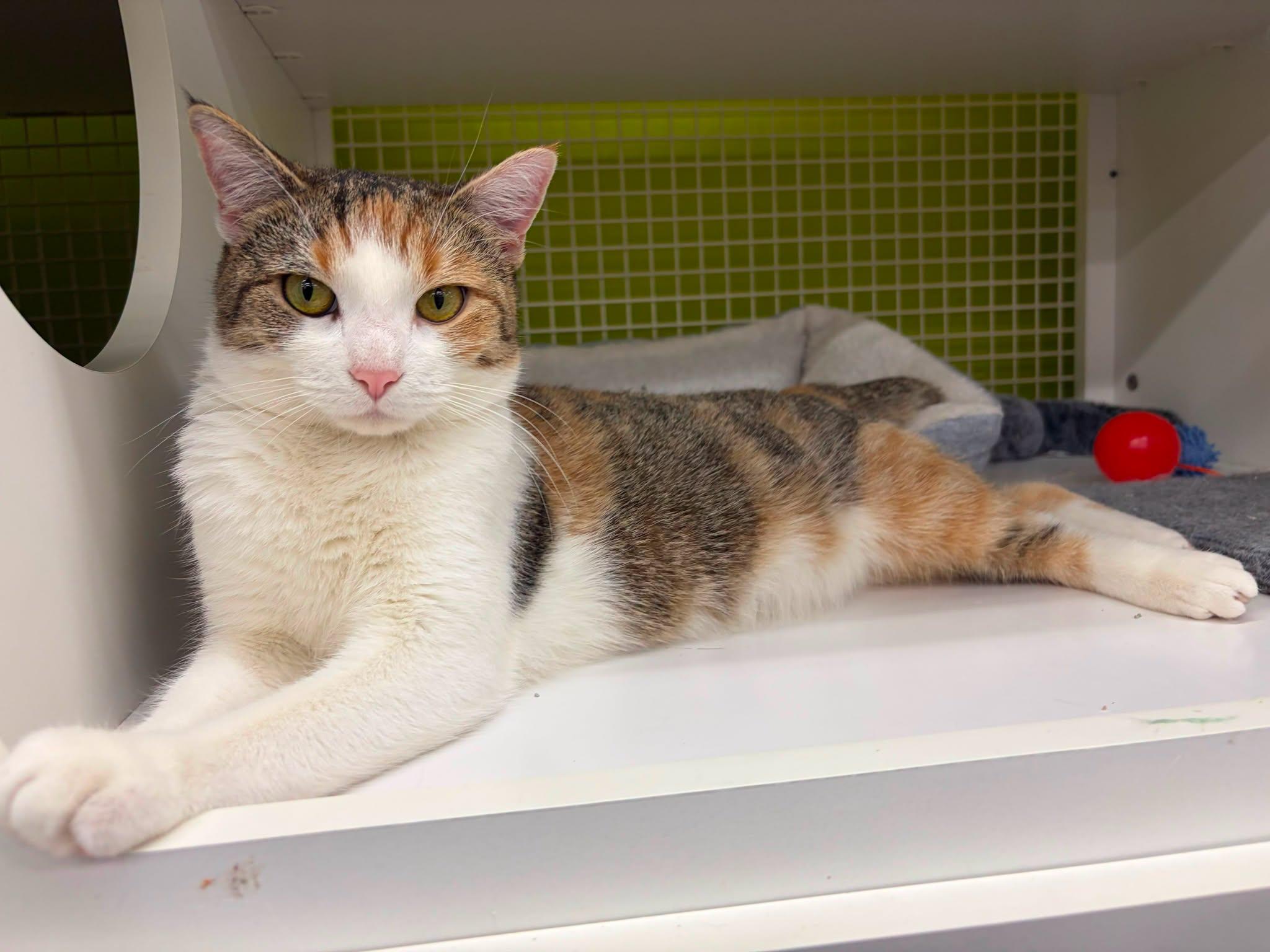 Sonia, Adoptable, Young Female Domestic Short Hair.