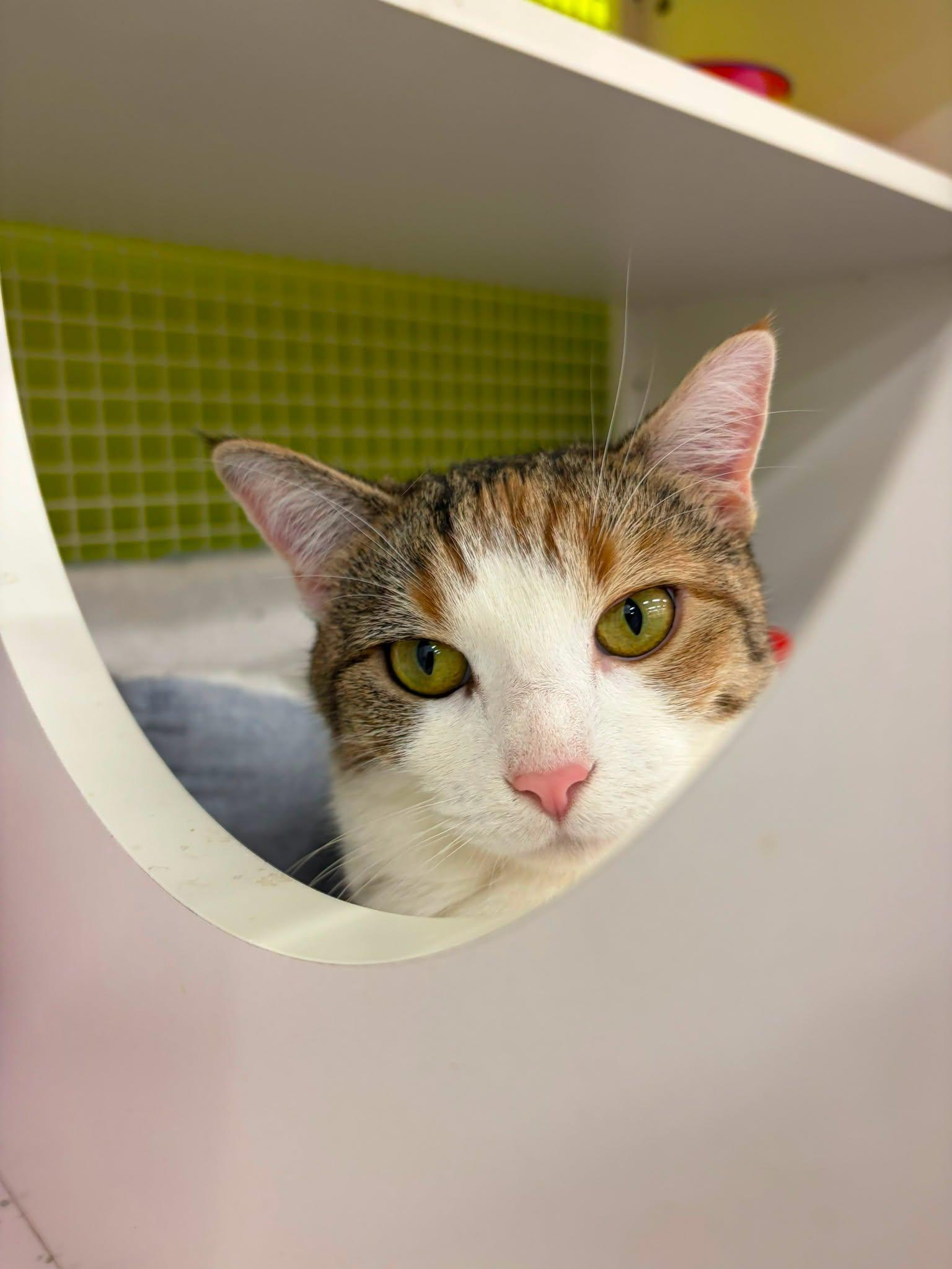 Enlarge Sonia, a Adopted Domestic Short Hair in Clark, NJ image 3/3