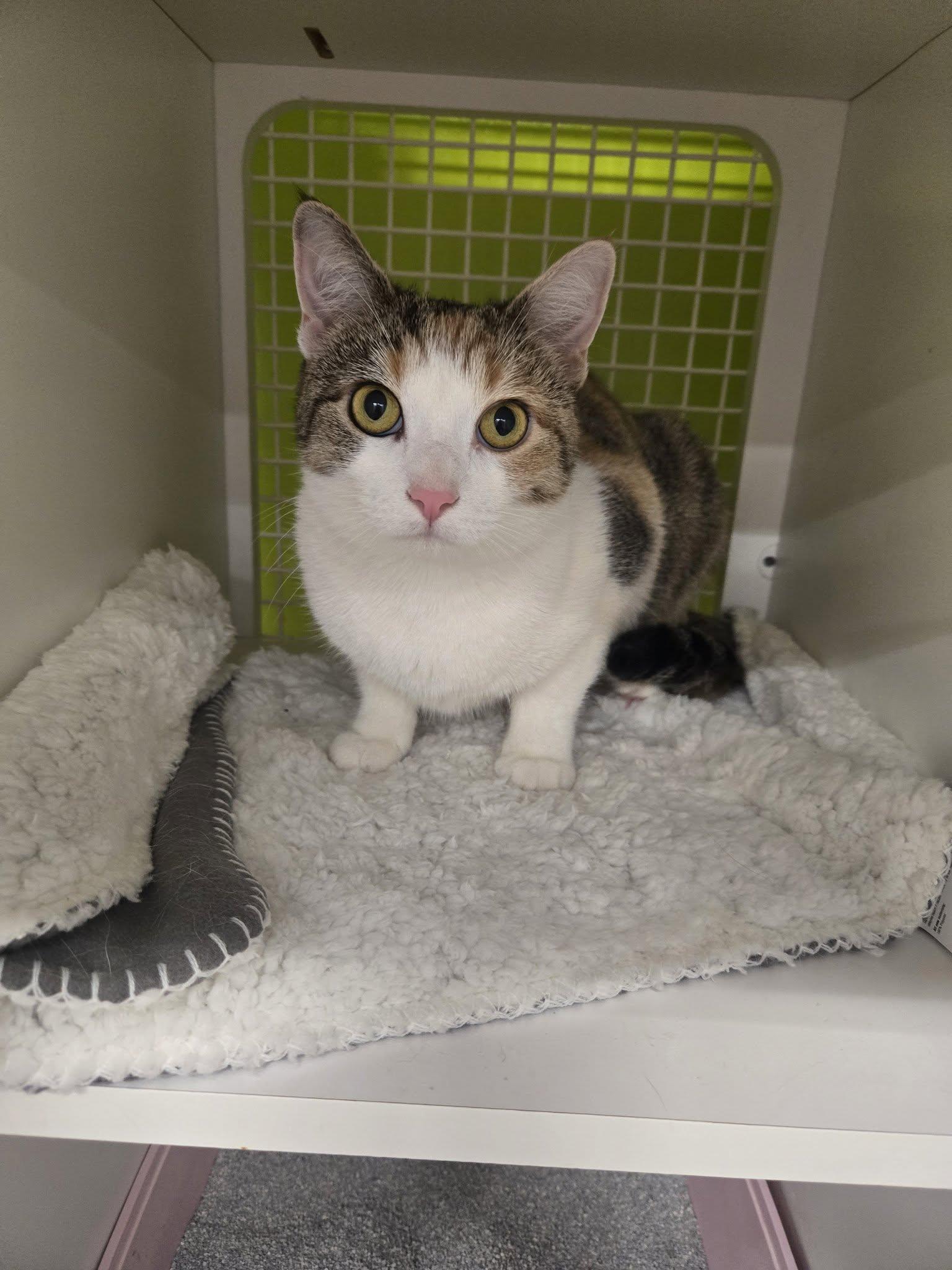 Enlarge Sonia, a Adopted Domestic Short Hair in Clark, NJ image 2/3