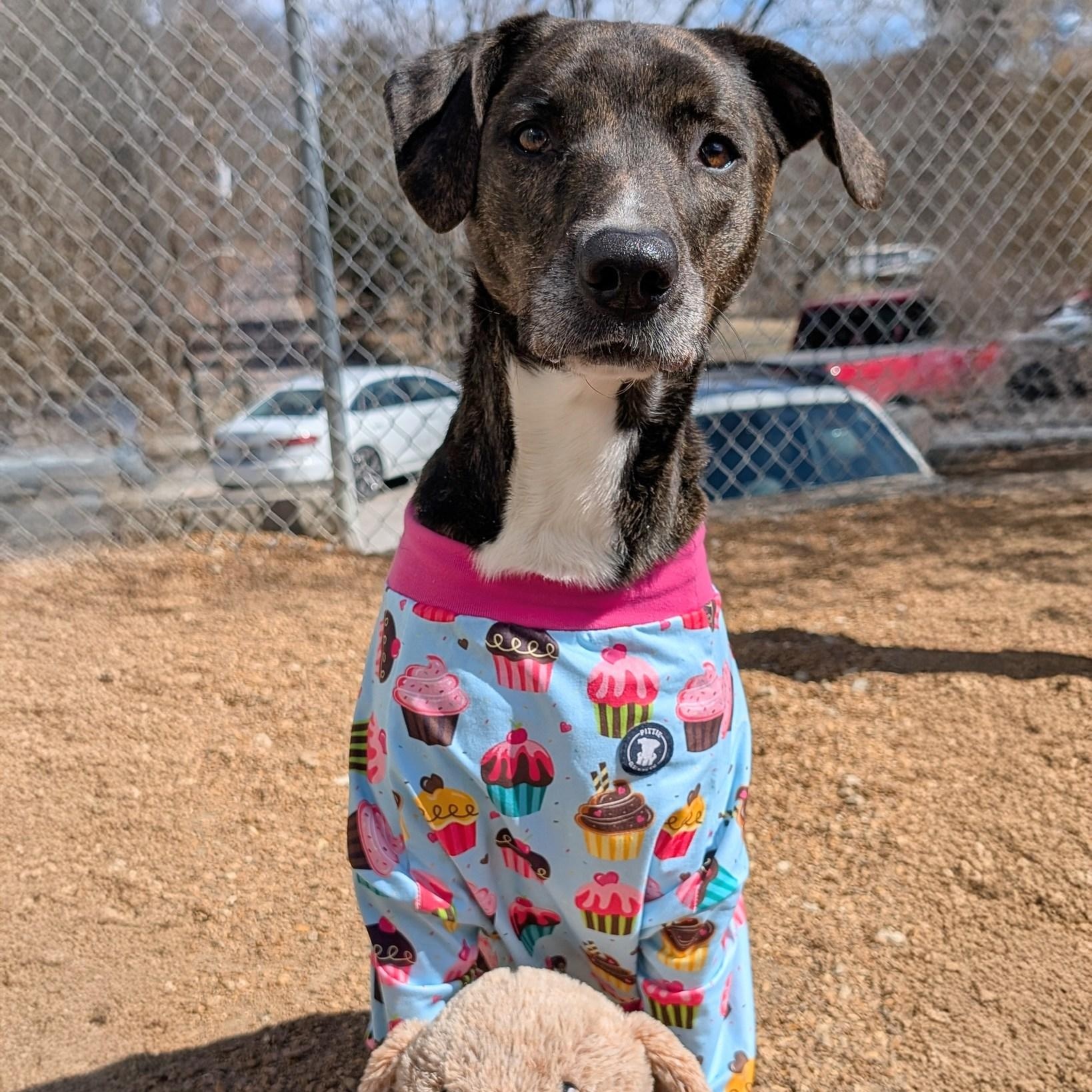 Enlarge Cookie, an adoptable mixed breed in House Springs, MO image 5/6
