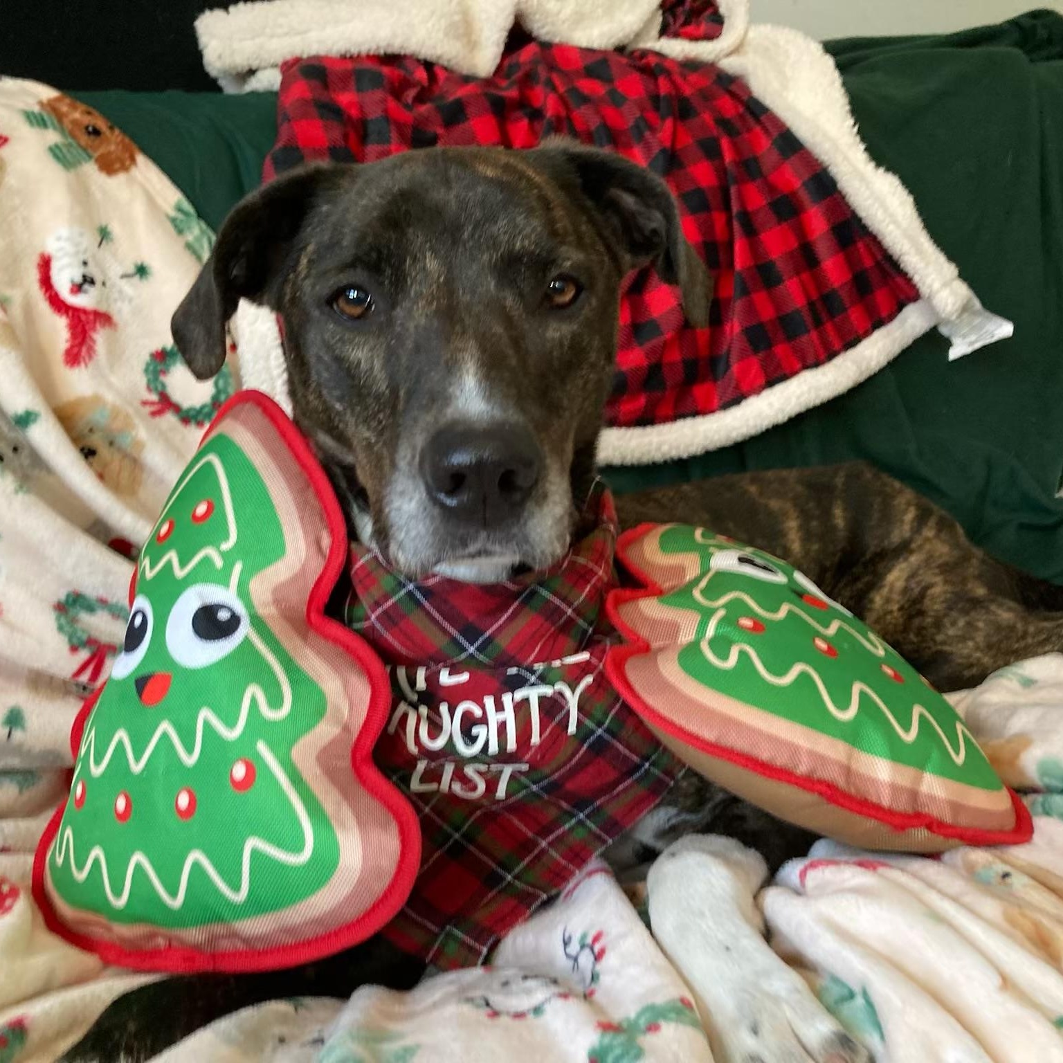 Enlarge Cookie, an adoptable mixed breed in House Springs, MO image 2/6