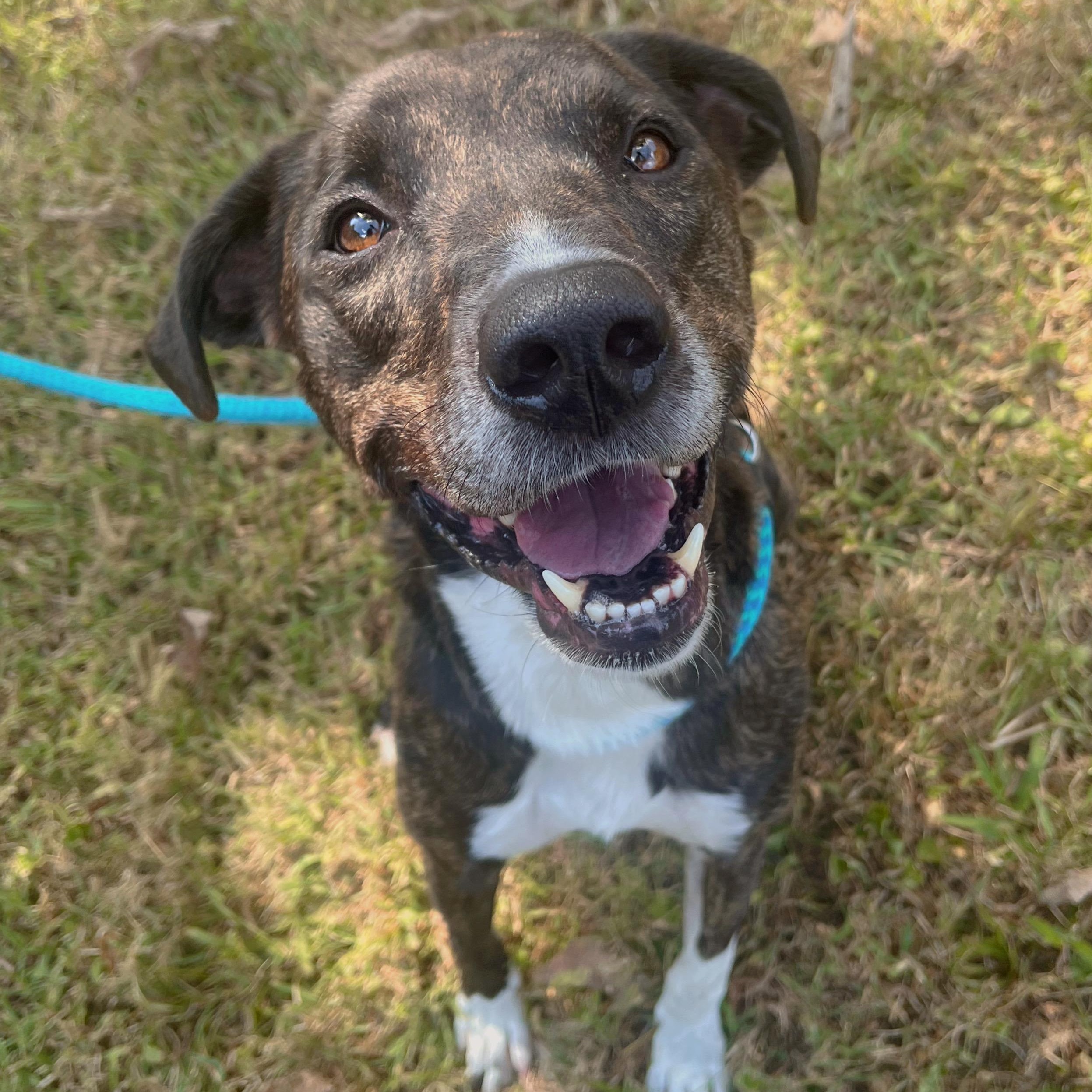Enlarge Cookie, an adoptable mixed breed in House Springs, MO image 3/6