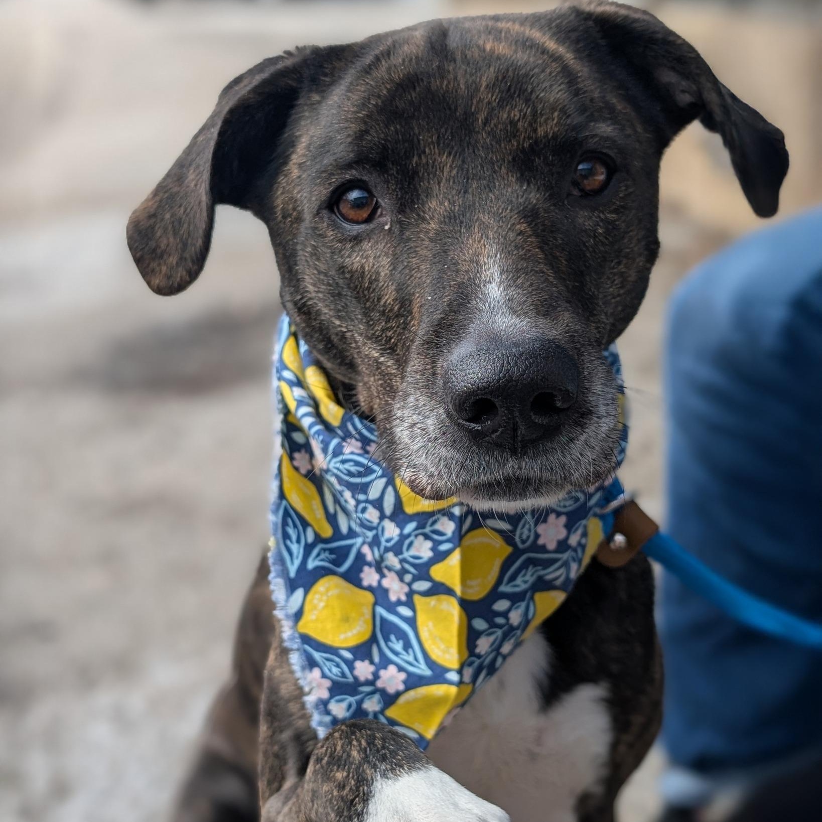 Enlarge Cookie, an adoptable mixed breed in House Springs, MO image 6/6