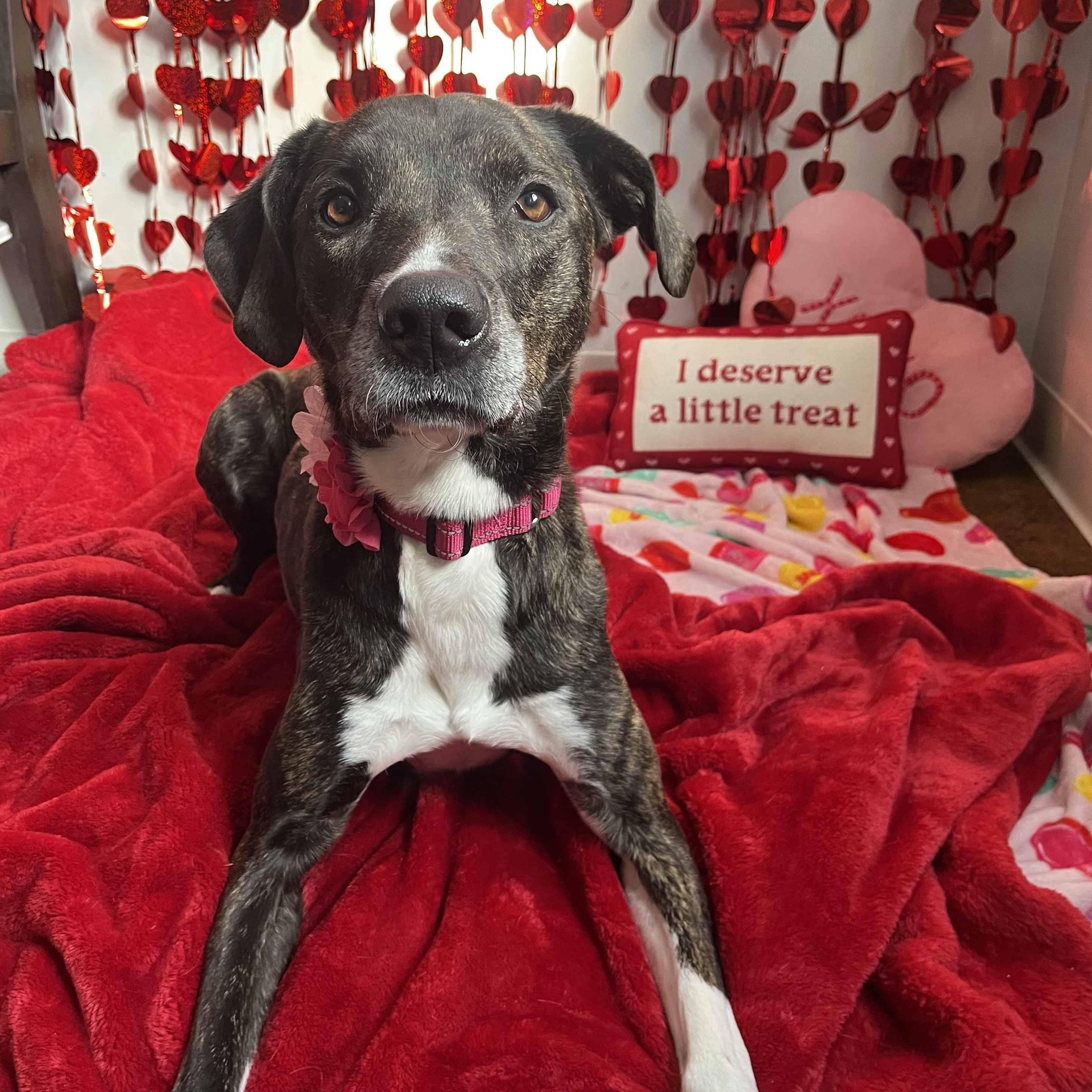 Cookie, adoptable, Adult Female Mixed Breed.