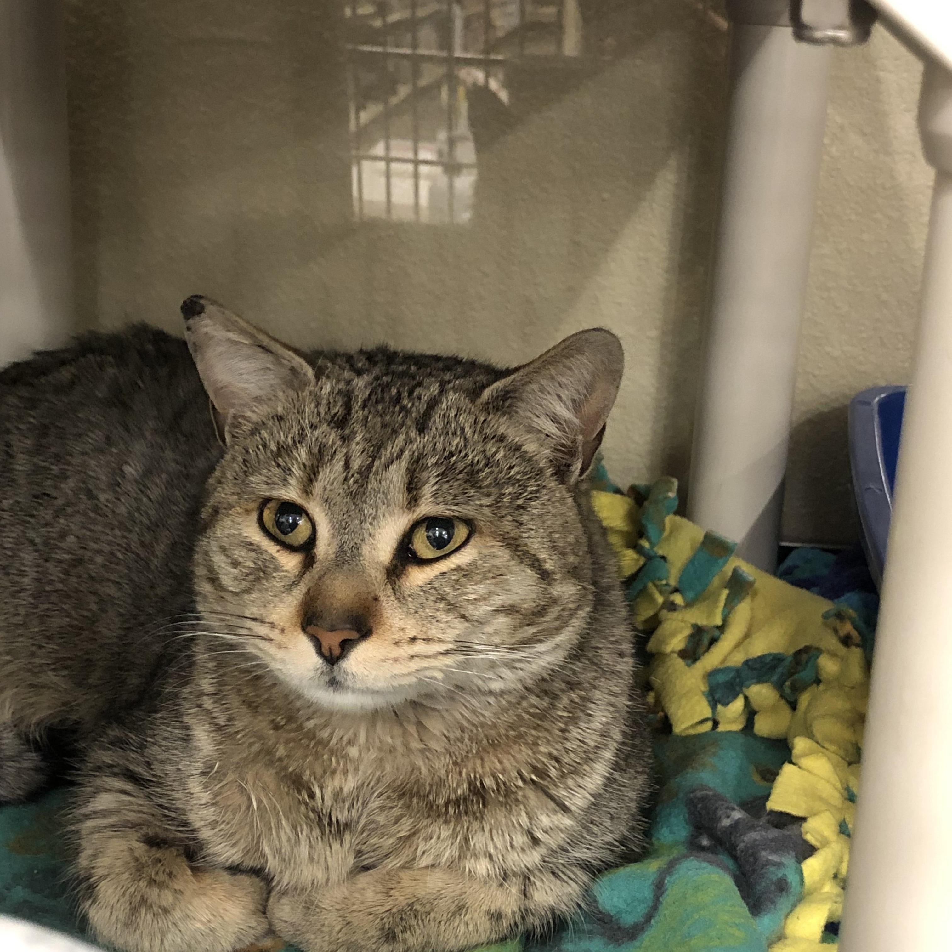 Enlarge Ranger II, a Adopted Domestic Short Hair in Flagstaff, AZ image 1/1