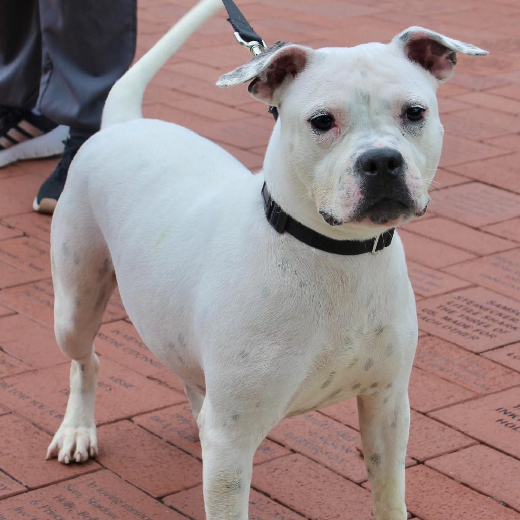 Enlarge Mona Lisa, a Adoptable Mixed Breed in Hinsdale, IL image 1/5