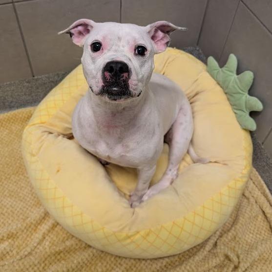 Mona Lisa, Adoptable, Adult Female Mixed Breed.